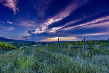 colorful sunrise above green vineyards