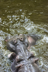 Fototapeta na wymiar Hitting the hippos in dirty water.