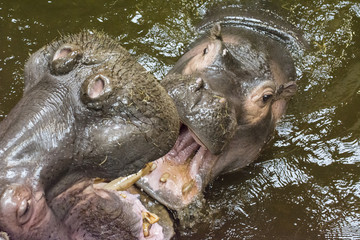Fototapeta na wymiar Hitting the hippos in dirty water.
