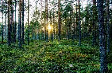 Zomerlandschap van Karelië