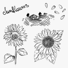 Hand drawn vector illustration set of monochrome sunflower, grain, seed, farm. sketch. Vector eps 8