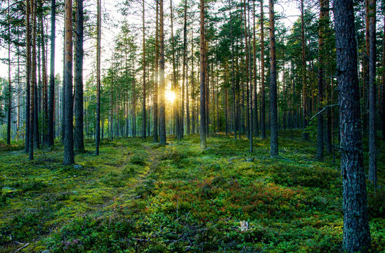 Fototapeta Summer landscape of Karelia