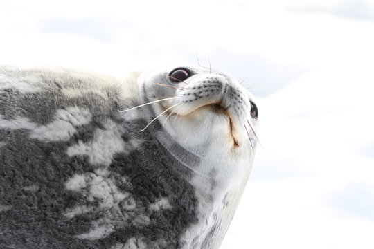 Smiling Seal