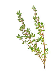 Thyme sprigs isolated on a white background