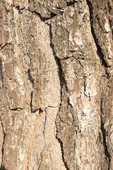 Photo of cracked old tree trunk texture