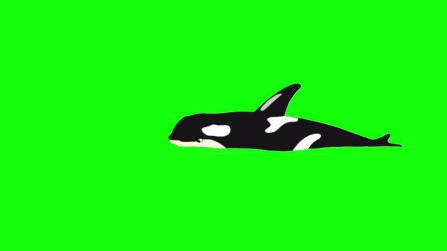Killer Whale in  the Water.  Animated footage, animal isolated on a green screen chroma key 