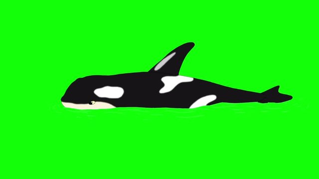 Killer Whale in  the Water.  Animated footage, animal isolated on a green screen chroma key. Looped motion graphic.