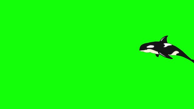 Killer Whale Underwater.  Animated footage, animal isolated on a green screen chroma key. Looped motion graphic.