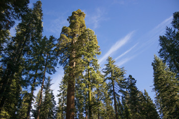 Photo of ancient sequoias against blue sky, Mariposa Grove, Yosetime, CA