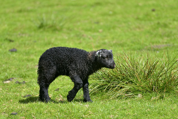 Fototapeta premium Black lamb by Loughrigg Tarn, English Lake District