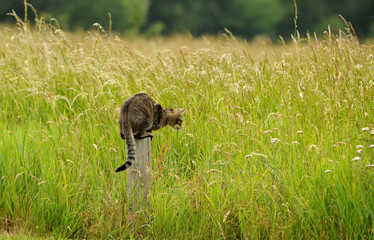 Chat qui chasse