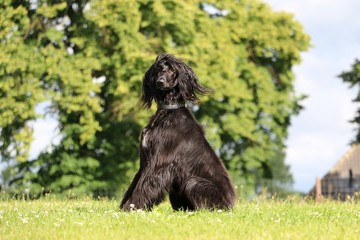 afghanischer windhund portrait