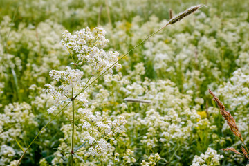 Galium boreale flowers, also known as northern bedstraw, in a meadow under the warm spring sun