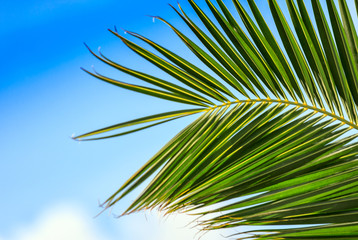 Grün-golden Palmblatt  am blauen Himmel 