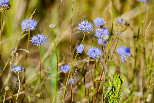 Blue Jasione montana also known as Sheep's bit scabious, blue bonnets,&nbsp;blue buttons,&nbsp;blue daisy,&nbsp;iron flower,&nbsp;sheep's scabious and&nbsp;sheep's bit, in the meadow under the warm summer sun