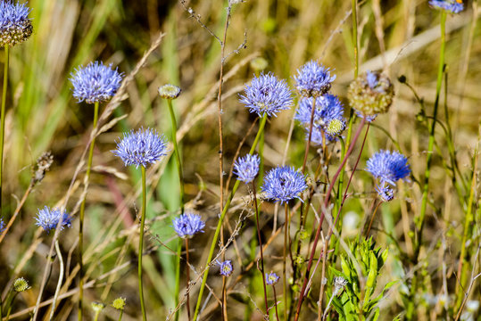 Blue Jasione montana also known as Sheep's bit scabious, blue bonnets,&nbsp;blue buttons,&nbsp;blue daisy,&nbsp;iron flower,&nbsp;sheep's scabious and&nbsp;sheep's bit, in the meadow under the warm summer sun