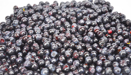 Close up view on organic blueberry in beautiful garden background. Vaccinium myrtillus is a species of shrub with edible fruit of blue color, commonly called bilberry, whortleberry, European blueberry