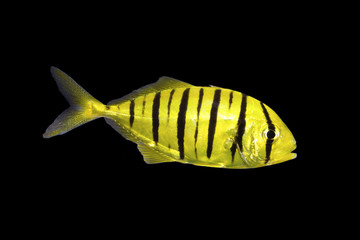 コガネシマアジ