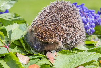 Ёж © galina_savina