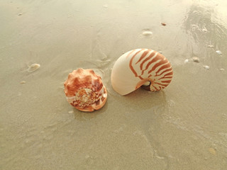 Natural King Helmet Conch Shell and Nautilus Shell on the Wet Sand Beach in Thailand 