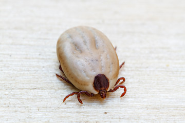 Garrapata hembra. Ixodoidea.