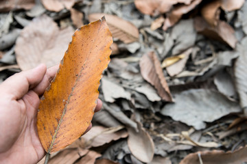 Drought of nature