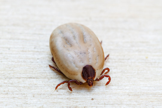 Garrapata hembra. Ixodoidea.