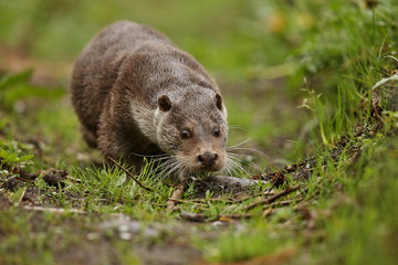 Eurasian otter, Lutra lutra, water animal in the nature habitat, Czech Republic. Detail portrait of water predator. Beautiful and playful river otter from european water.