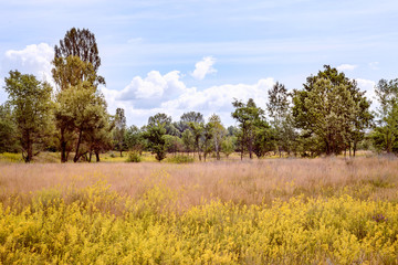 Fototapeta premium Yellow Galium verum flowers, also known as lady's bedstraw or&nbsp;yellow bedstraw, in the Meadow at the edge of the forest, at the end of spring in Kiev, Ukraine