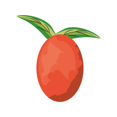 isolated leaves tomato fruit icon vector illustration graphic design