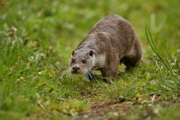 Eurasian otter, Lutra lutra, water animal in the nature habitat, Czech Republic. Detail portrait of water predator. Beautiful and playful river otter from european water.