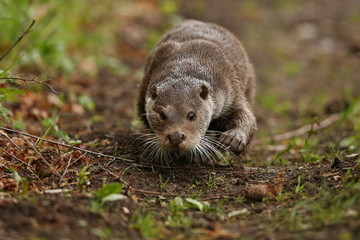 Eurasian otter, Lutra lutra, water animal in the nature habitat, Czech Republic. Detail portrait of water predator. Beautiful and playful river otter from european water.