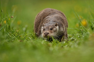 Eurasian otter, Lutra lutra, water animal in the nature habitat, Czech Republic. Detail portrait of water predator. Beautiful and playful river otter from european water.