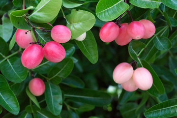 Carunda or Karonda,Fruit for health,You can meet them in central or southern of Thailand,Pink fruit.Carunda,Karonda