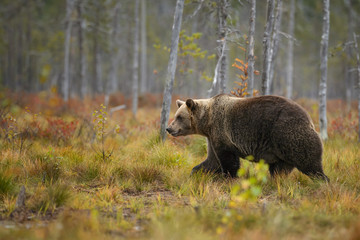 Obraz premium Brown Bear in Nordic forest