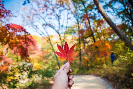 Hand Holding Maple Leaf