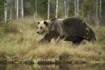 Brown Bear in Nordic forest
