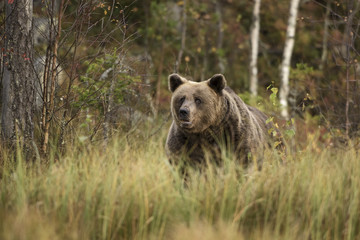 Brown Bear in Nordic forest