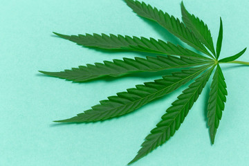 Cannabis Leaf
