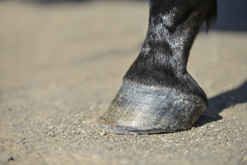 horse hoof