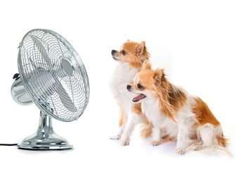 chihuahuas and fan