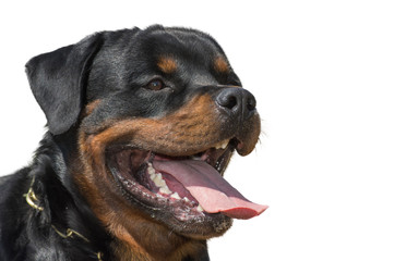 Rottweiler dog, isolated, close-up tongue poking out.