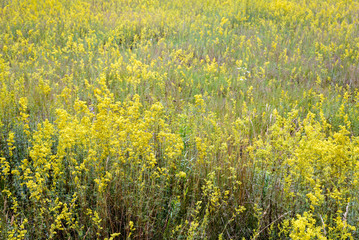 Obraz premium Yellow Galium verum flowers, also known as lady's bedstraw or&nbsp;yellow bedstraw, in the Meadow at the edge of the forest, at the end of spring in Kiev, Ukraine