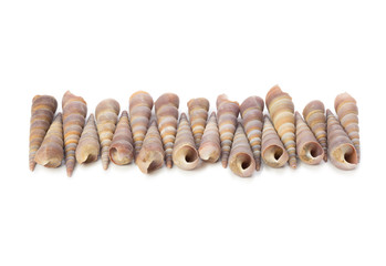 Seashell isolated on white background