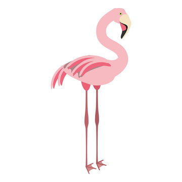 isolated cute flamingo icon vector illustration graphic design