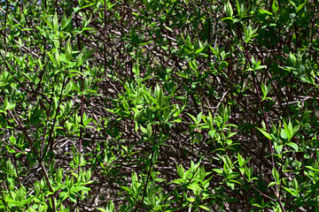 Abstract background of lilac bush
