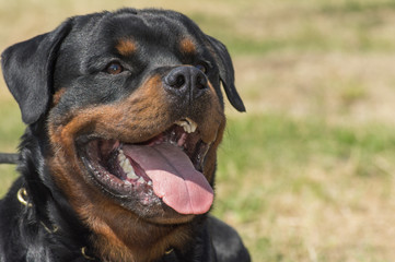 Rottweiler dog, close-up of head.