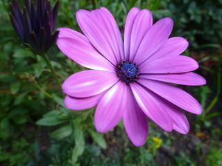 Fototapeta premium purple flower