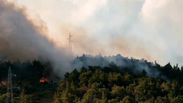Pine tree forest fire with lot of smoke time lapse