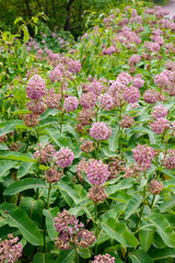 Pink and white Asclepias syriaca flowers and buds, also known as Milkweed or silkweed, with  foraging bees, in the meadow close to the Dnieper river in Kiev, Ukraine, under the warm summer sun